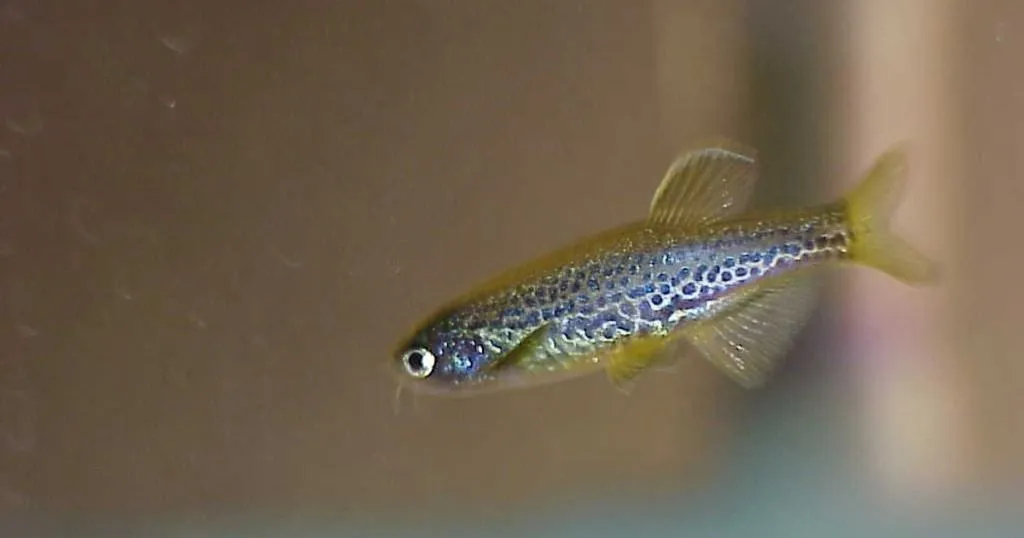 How zebrafish are changing neuroscience