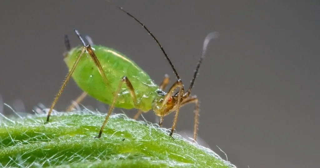 Identification of an aphid resistance gene in Arabidopsis