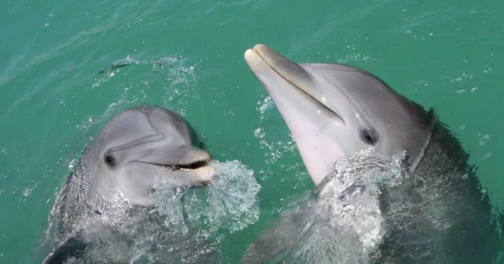 Interspecific aggression: spotted dolphins vs. bottlenose dolphins