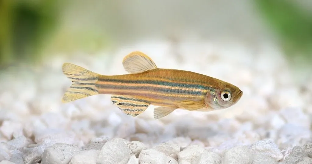 The effect of environmental levels of lead on zebrafish development