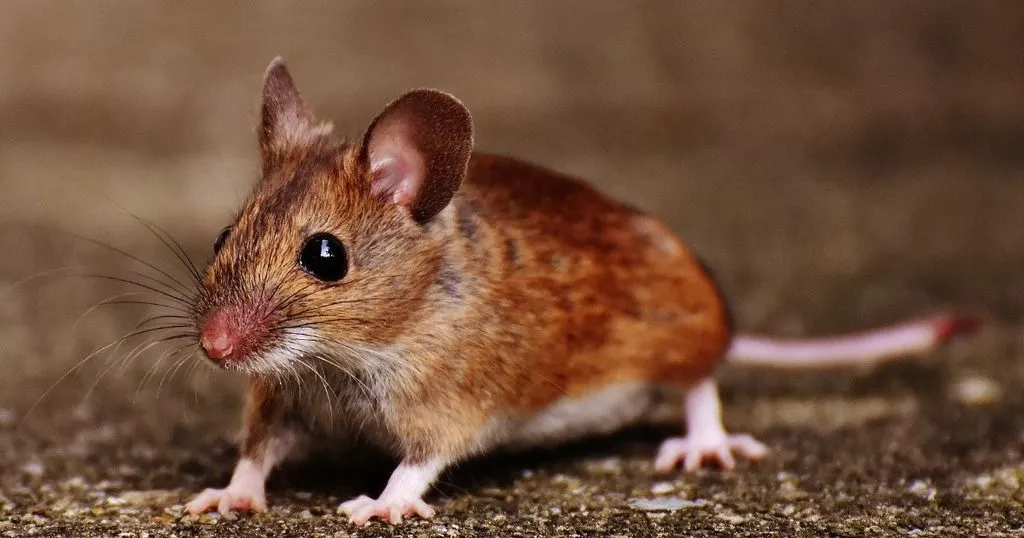 Why it doesn’t seem fair to prefer male mice in behavioral studies