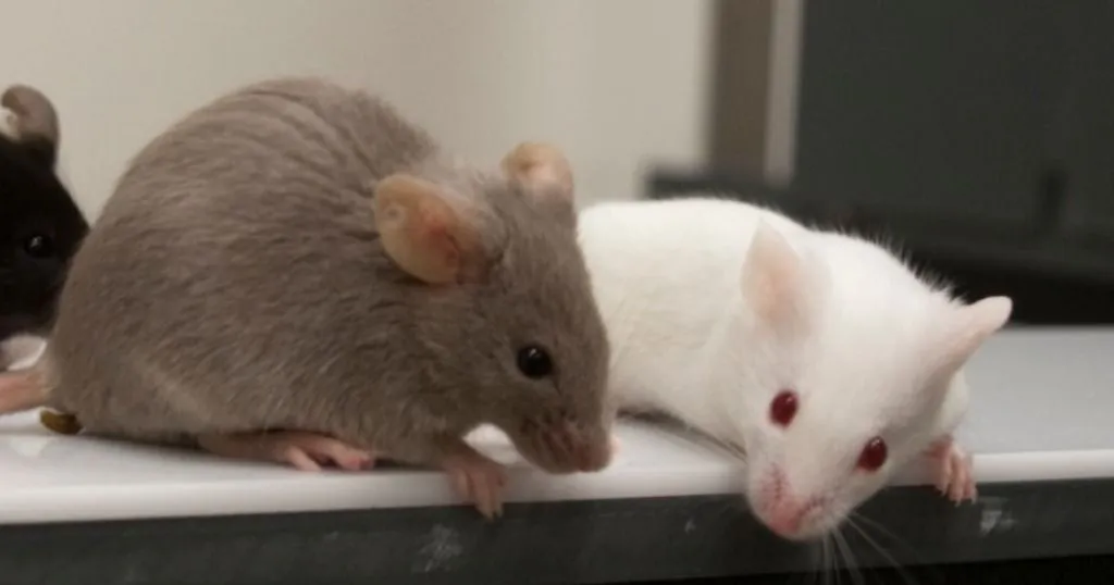 How memory loss caused by diabetes was prevented in transgenic mice