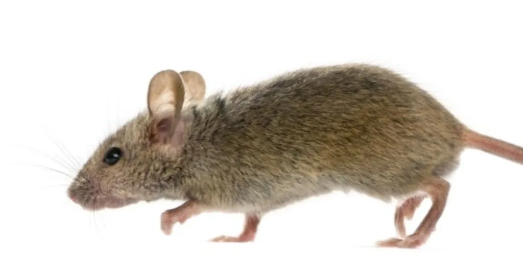 Mice walking again after a complete spinal cord crush