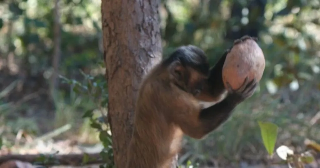 Observing monkey behavior – cracking the nut