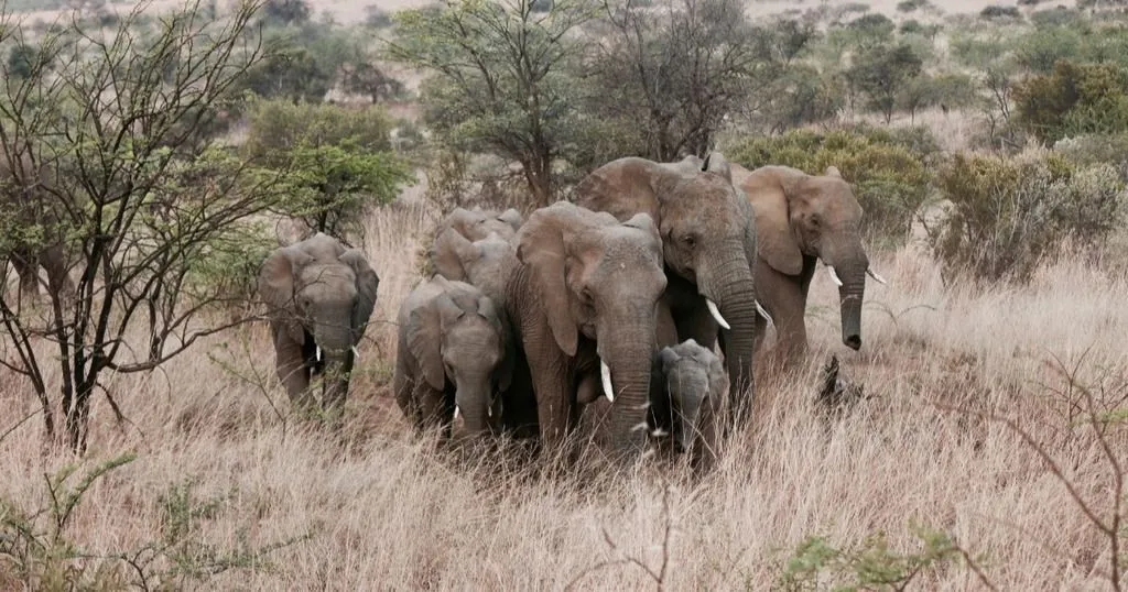 Observing social behavior and communication in wild elephants