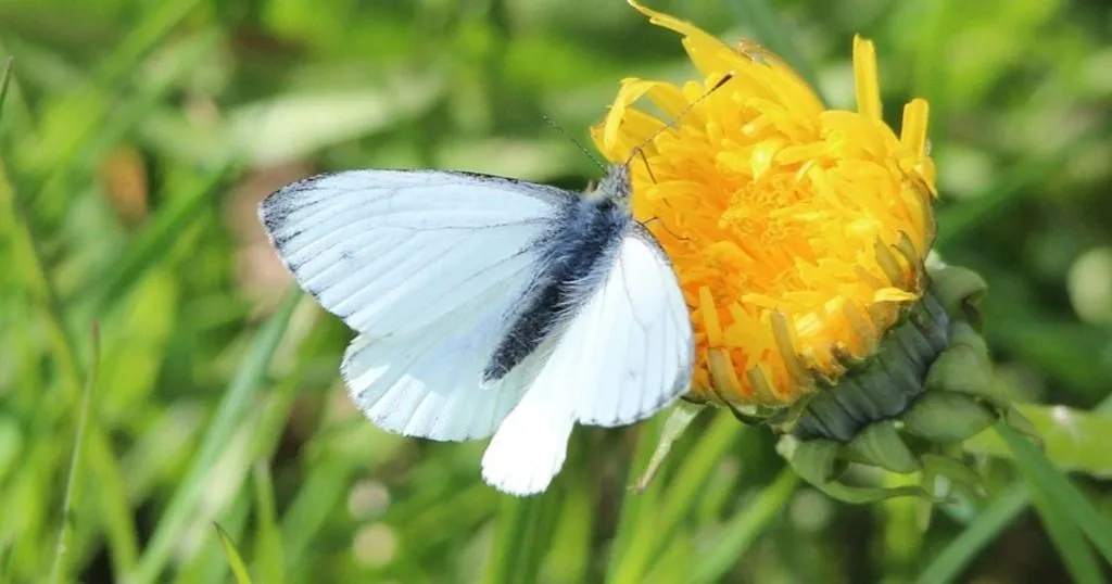 Insect damage on leaves changes the reproductive strategy of plants