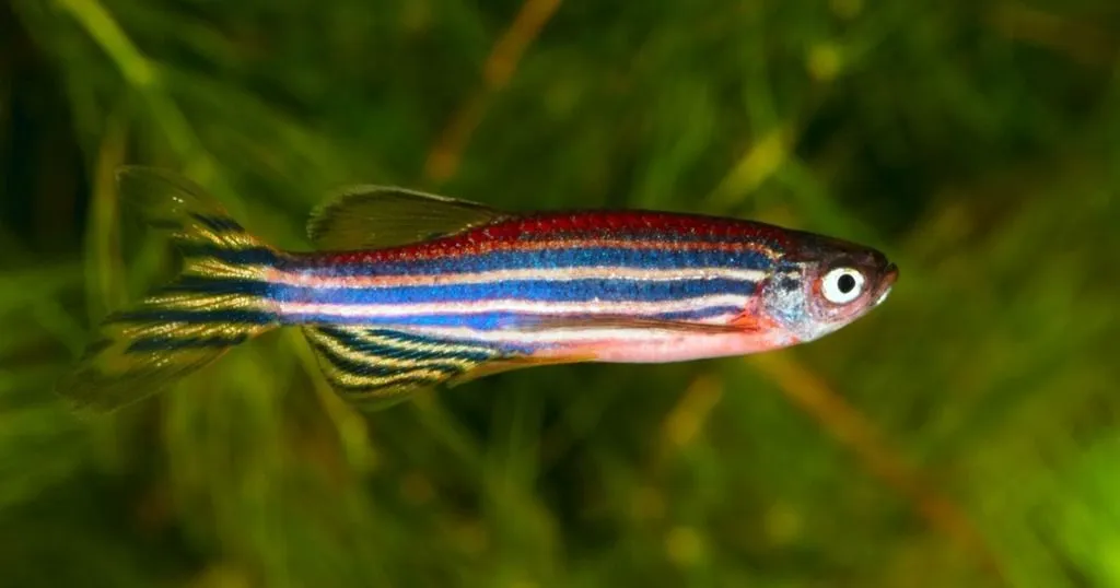 Putative neurorestorative drug for Parkinson’s disease tested in zebrafish