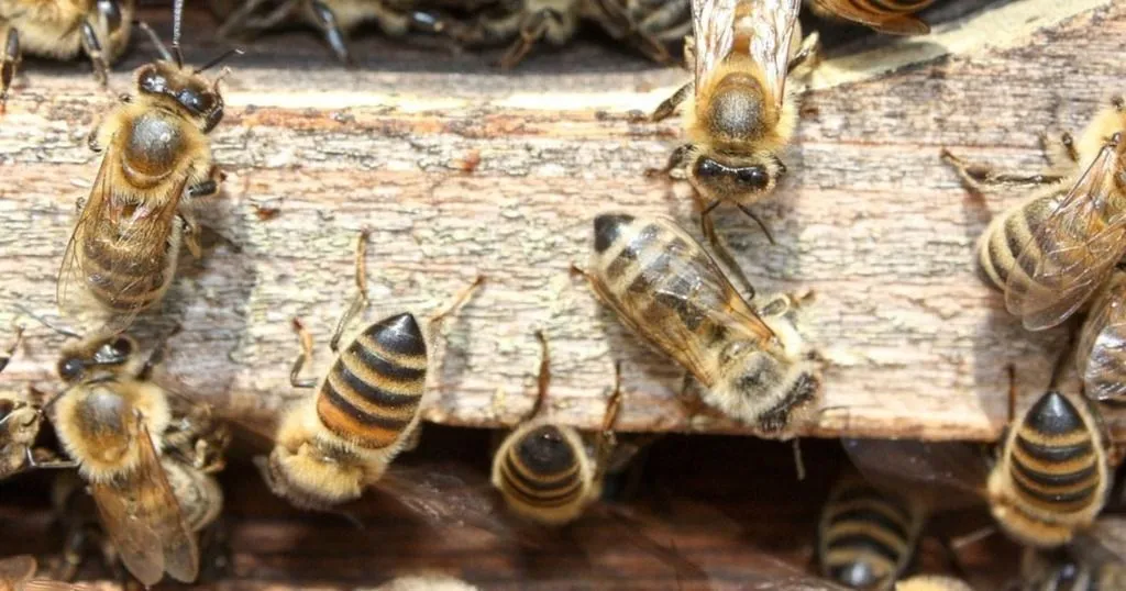 Pesticides in bee colonies affect the behavior of bees