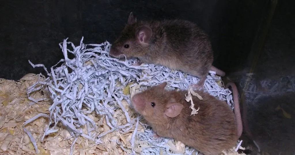 How to measure the social behavior of Fragile X mice