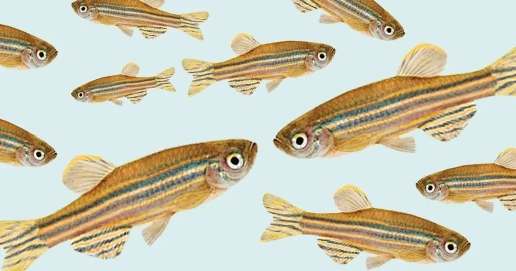 Social buffering in zebrafish