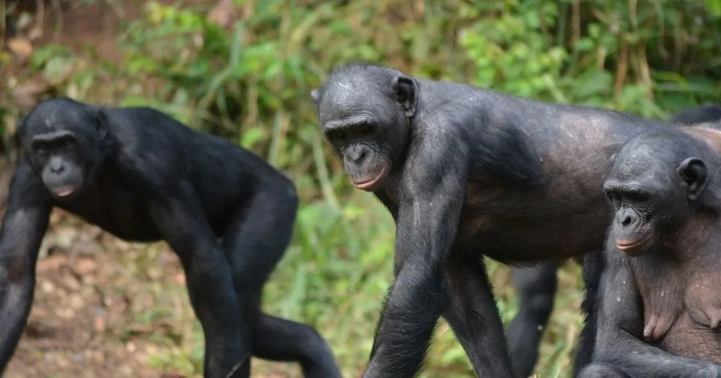 Bonobos not always as tolerant as generally believed: the plot thickens…