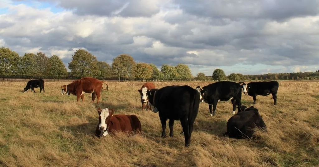 Standing cows