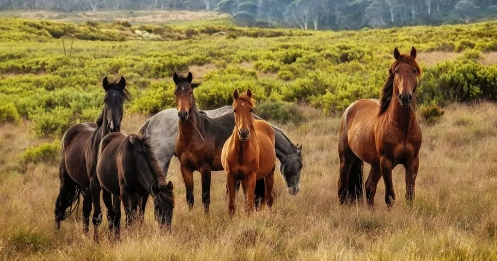 Combining physiology and behavior to create a stress scale for horses