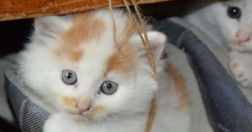 Temporal patterns (T-patterns) in behaviors cats and their owners