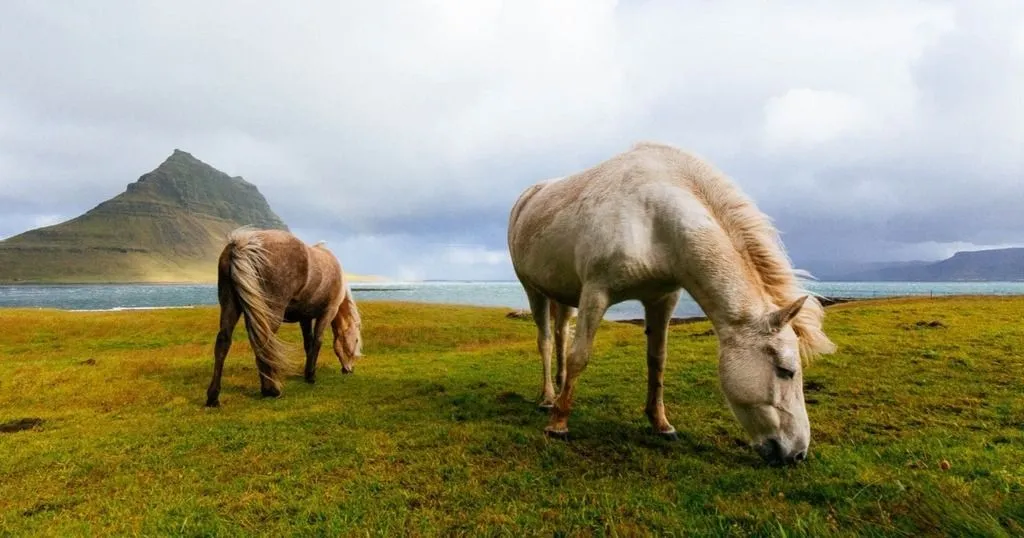 What a horse likes to eat: how to test dietary preferences