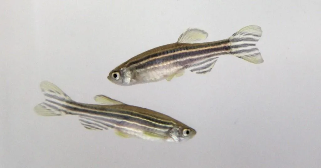 Three ways to test hallucinogens on zebrafish