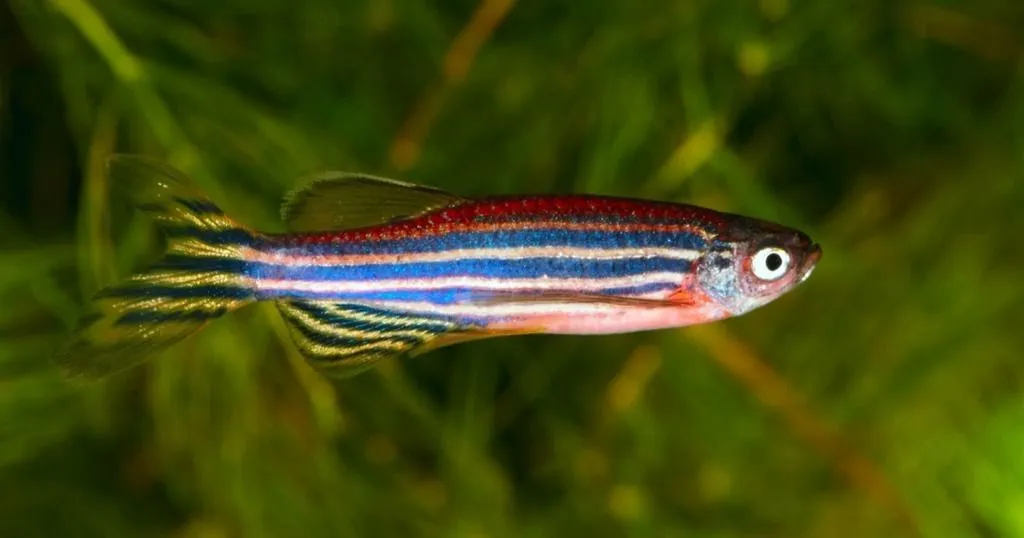 Toxicometabolism and behavior of zebrafish exposed to cannabinol