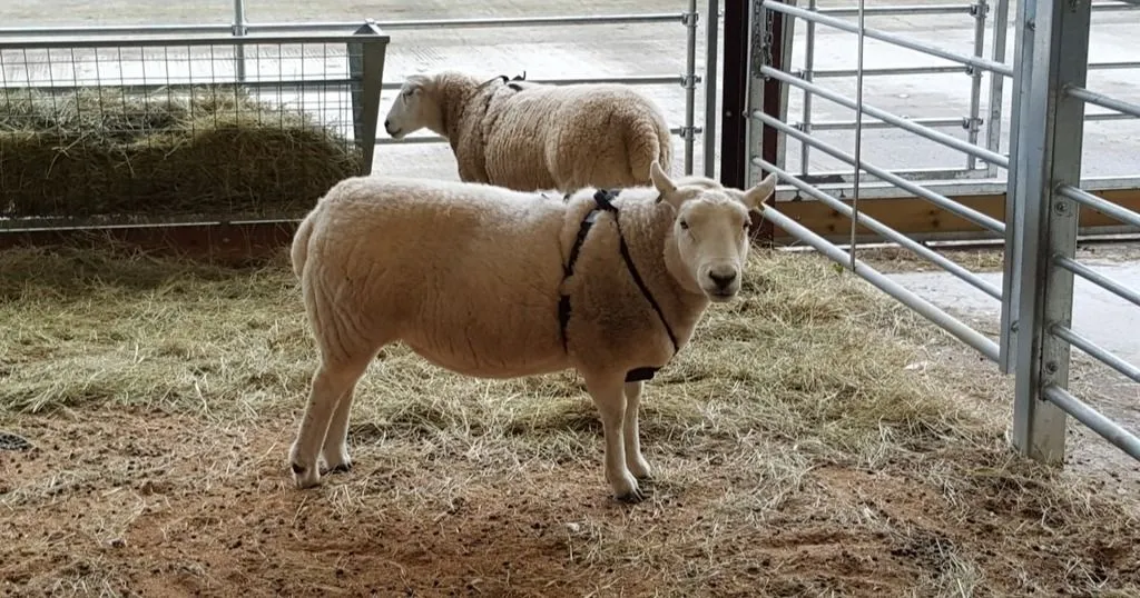 Livestock Research: Tracking sheep to learn their behavior