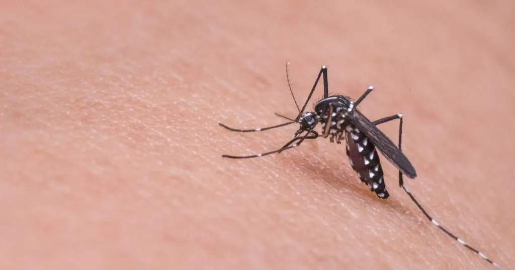 Video tracking and a bug repellant stronger than DEET