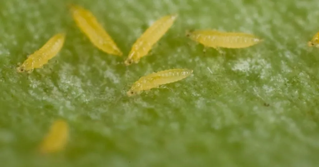 Video tracking for high-throughput screening of plant resistance to thrips