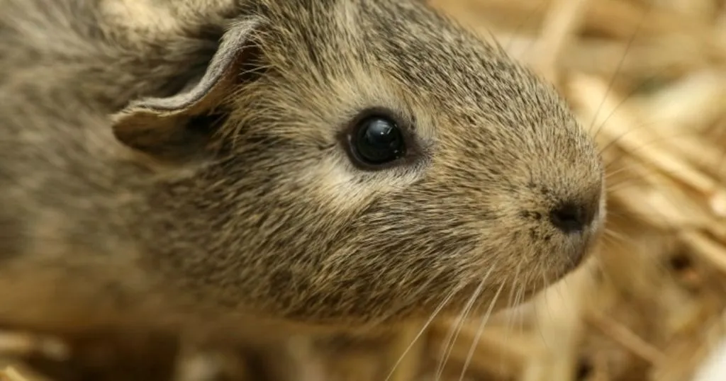 Why guinea pigs are just like us