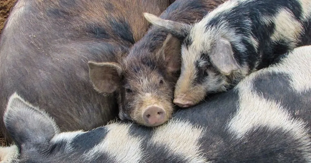 Why social pigs do better