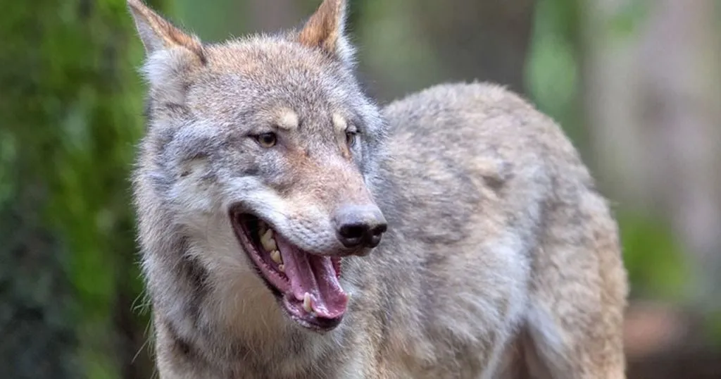 Why wolves cry out for their friends