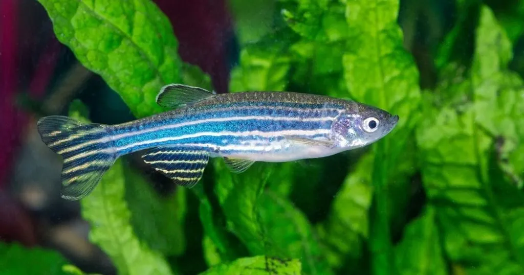 Zebrafish and withdrawal