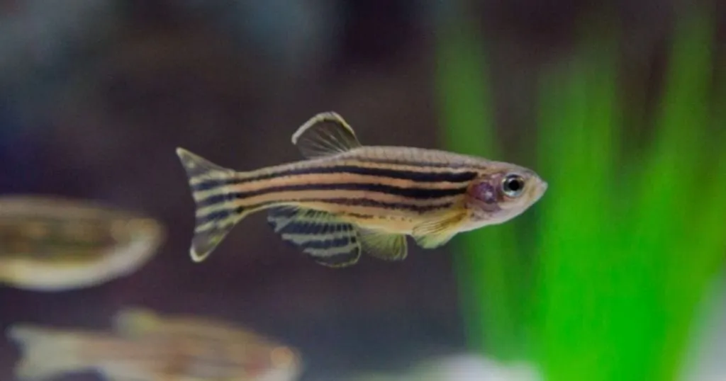 Zebrafish research: behavioral differences between wild-type strains