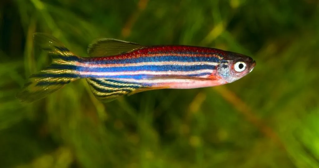 Zebrafish provide key insights into alcohol addiction