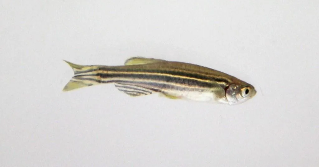 Zebrafish help us to understand neurodegenerative and neuromuscular diseases