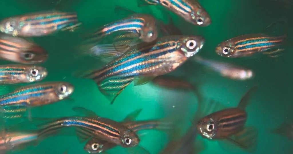 How zebrafish regenerate (and how to measure their recovery)