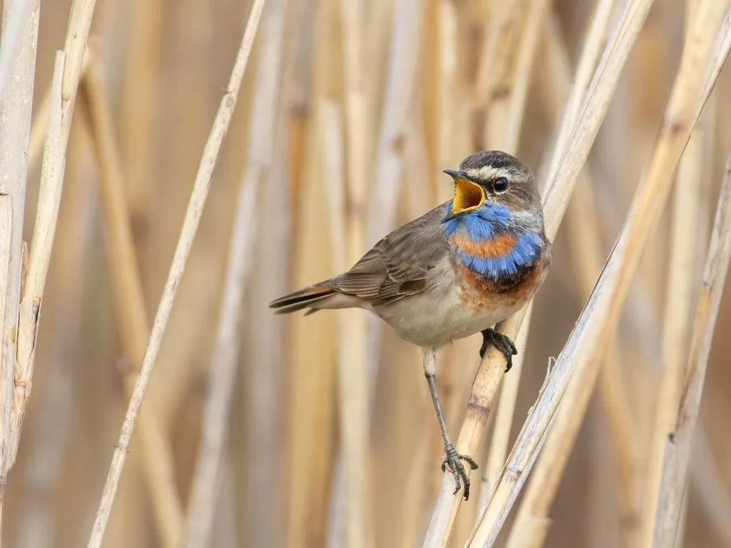 Brown and blue bird singing