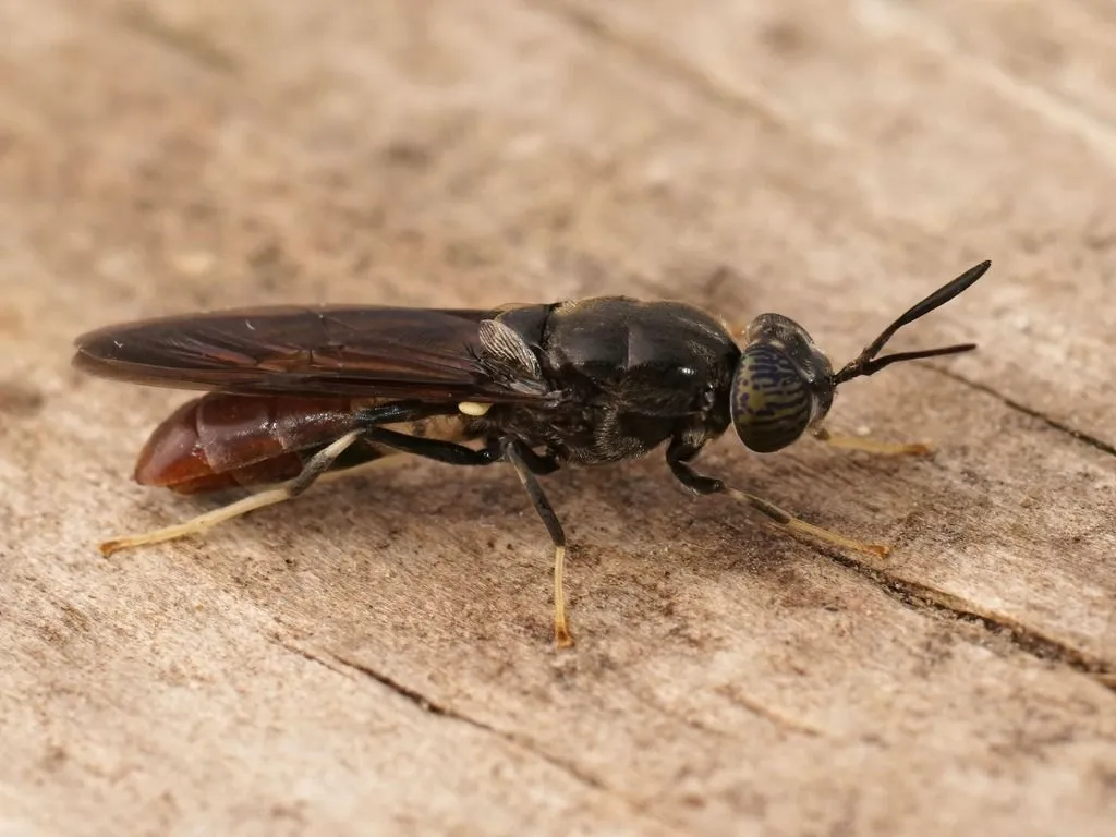 insect resting on wood