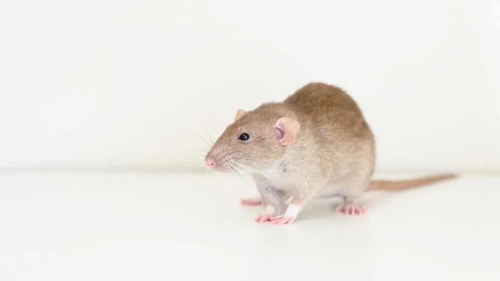 brown-beige-rat-on-a-white-background