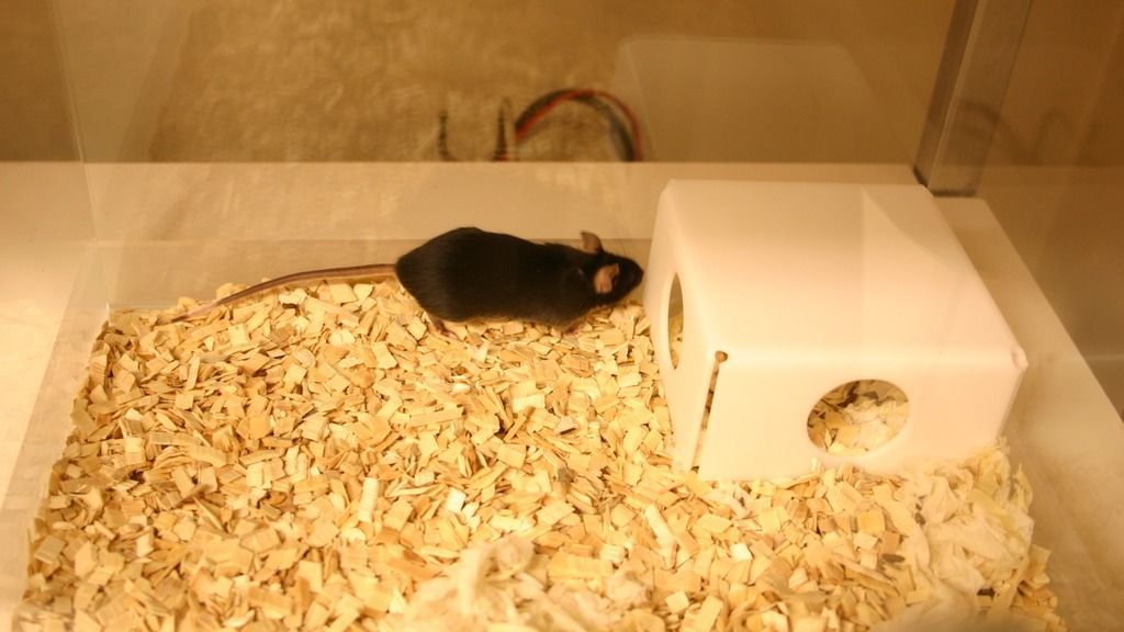 brown mouse going into a shelter