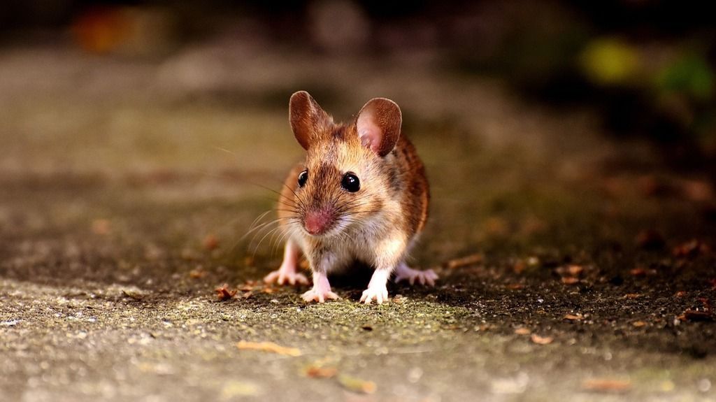 Ethics and animal testing