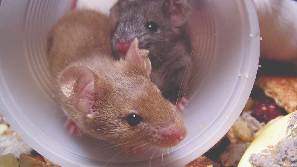 Two mice in a plastic cup