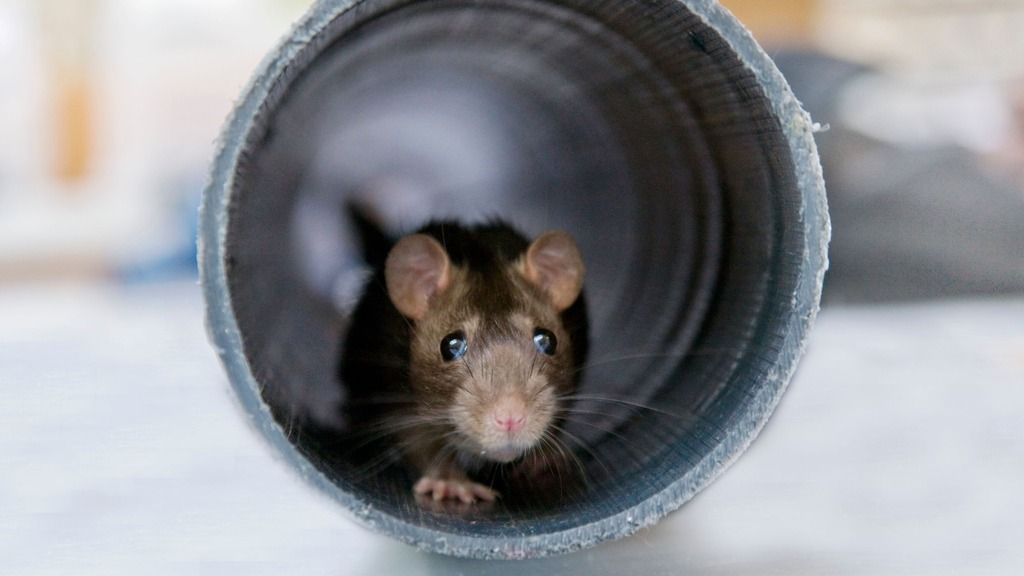 brown rat in tube brown rat in tube