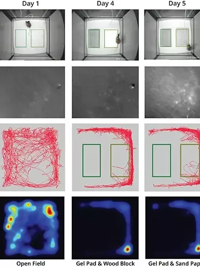 video, brain visualization, track and heatmap of a calcium imaging experiment.