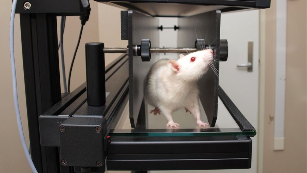 Rat in CatWalk XT
