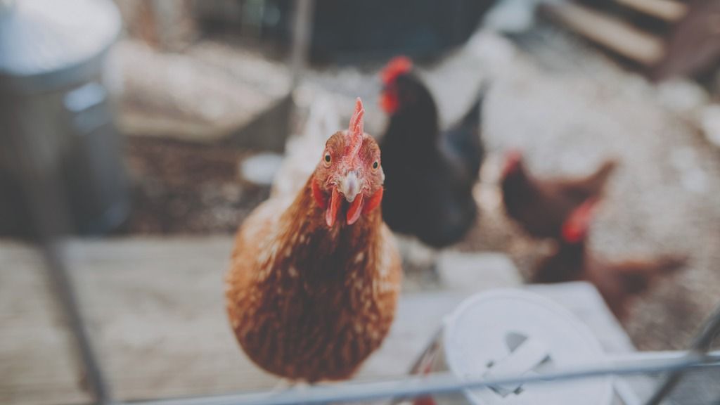 Brown chicken looking at camera