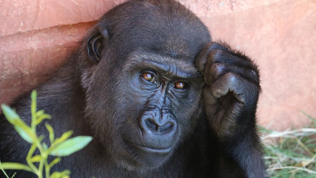 Chimpanzee sitting