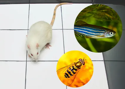 Image of a rat, fish and fly