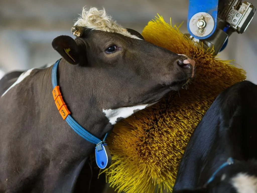 Cow using brush enrichment