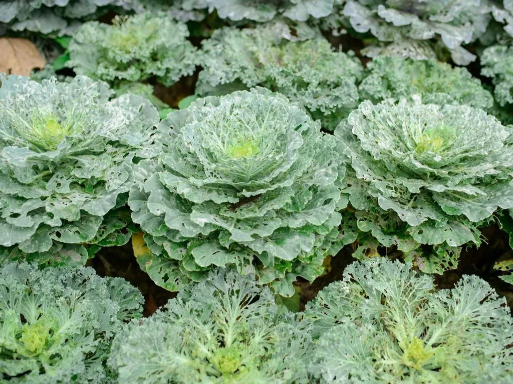 crops damaged by insects