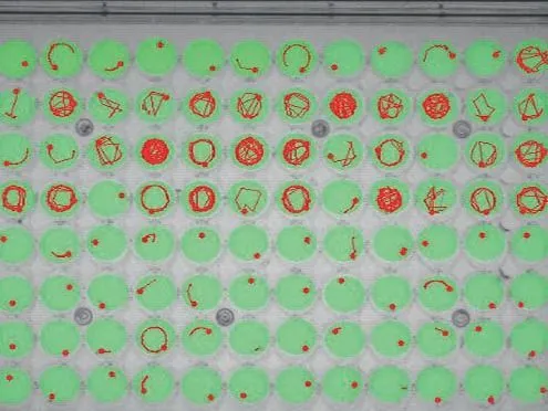 Video Tracking in Larvae