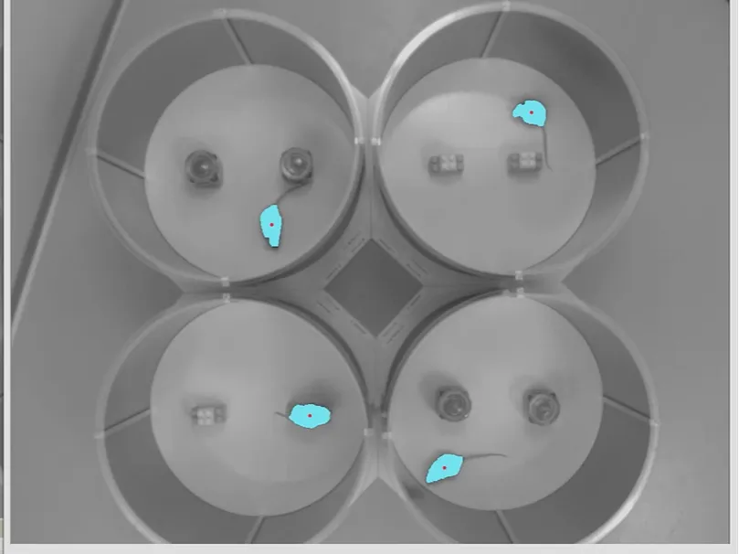 EthoVision XT novel object