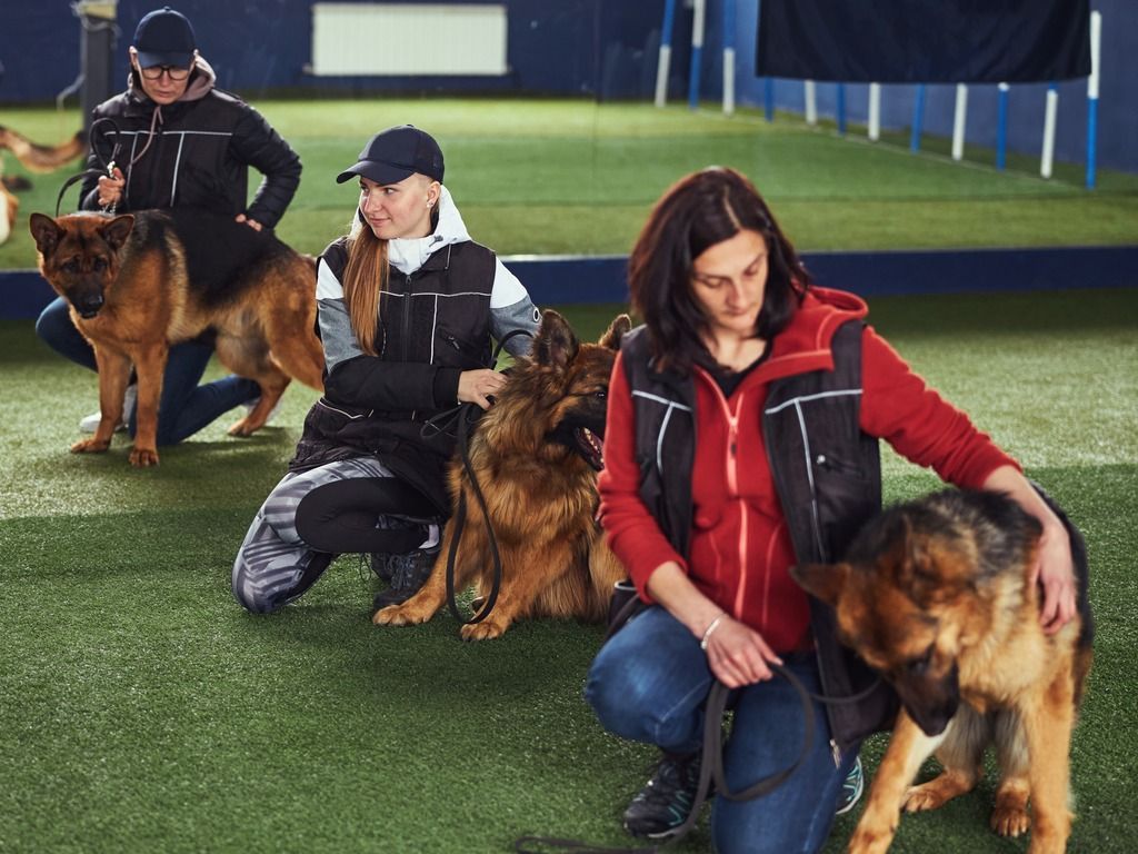 Animal training - group of people training dogs