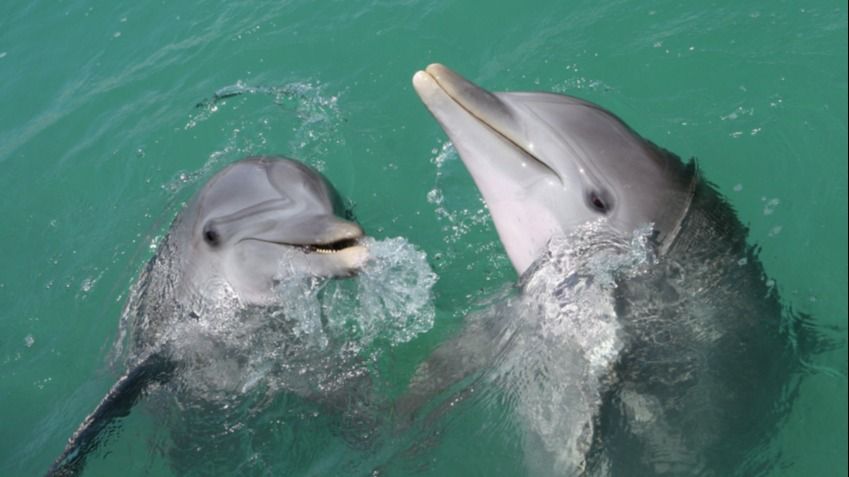 Classical music affects dolphin behavior